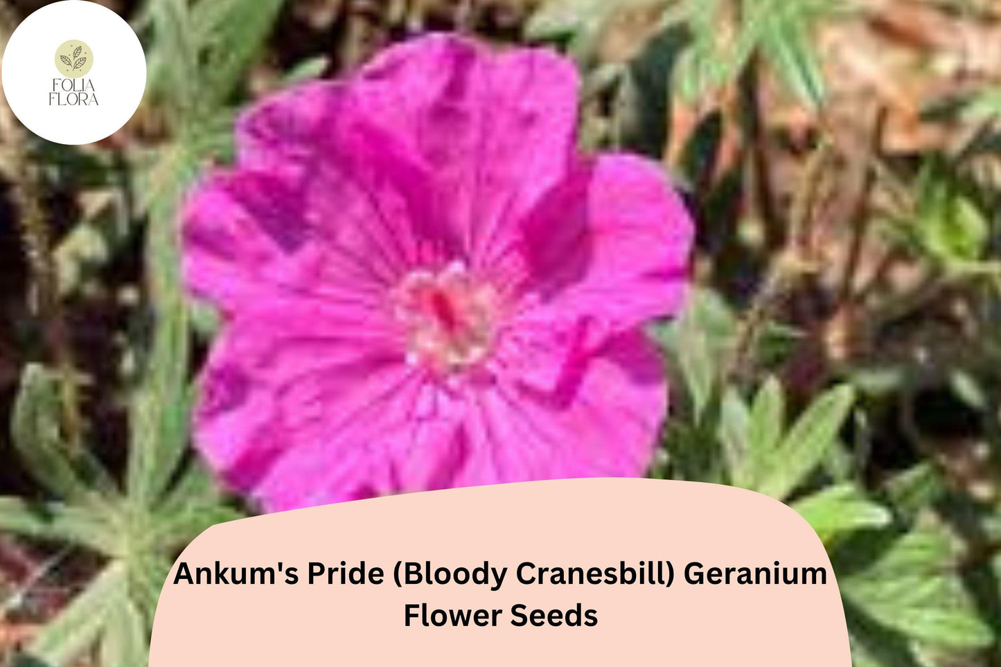 25+ Ankum’s Pride Geranium Seeds | Hardy Pink Cranesbill | Perennial Garden Flower