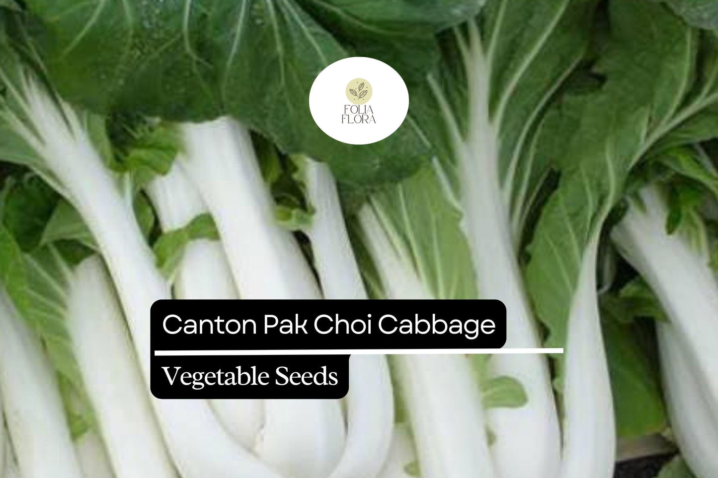 500 Canton Pak Choi Cabbage Seeds – Brassica rapa – Tender Asian Greens, Fast-Growing, Non-GMO, Mild Flavor, Great for Stir-Fries