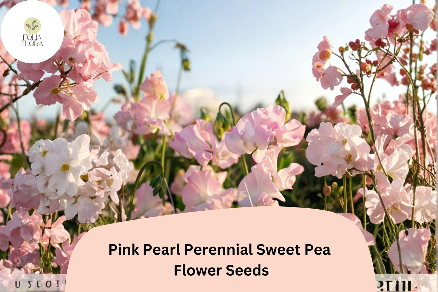 50+ Pink Pearl Perennial Sweet Pea Seeds | Lathyrus latifolius Pink Climbing Flower Vine for Garden Trellis