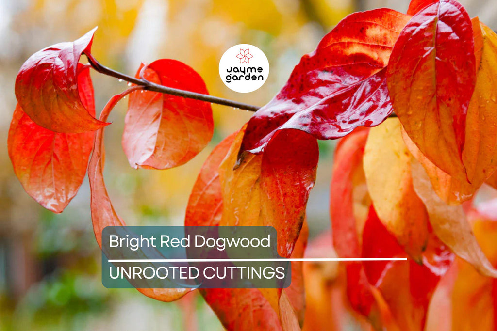 Bright Red Dogwood Cuttings (Cornus sericea) | Easy to Root | Stunning Red Stems | Live Privacy & Landscaping Shrub