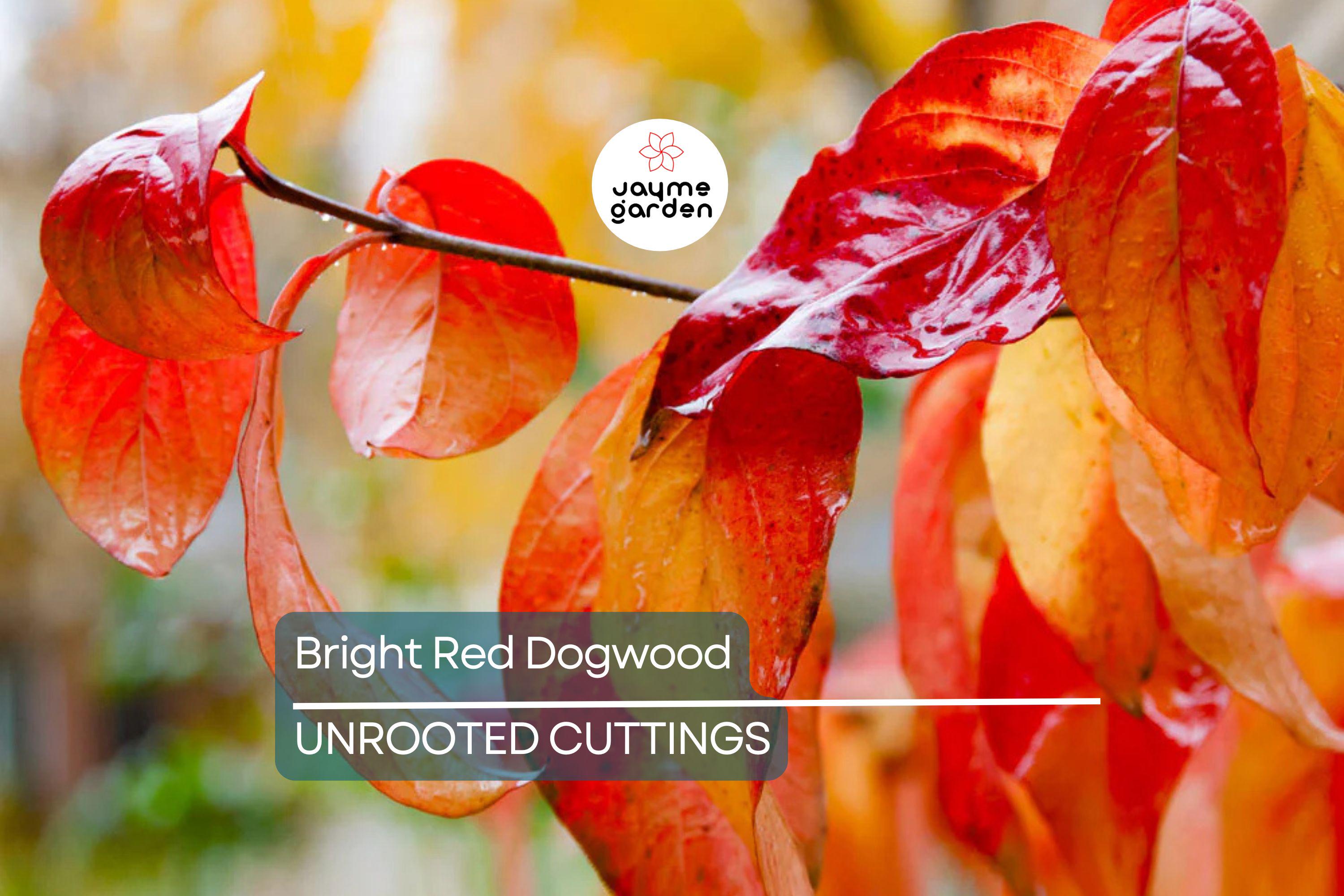 Bright Red Dogwood Cuttings (Cornus sericea) | Easy to Root | Stunning Red Stems | Live Privacy & Landscaping Shrub