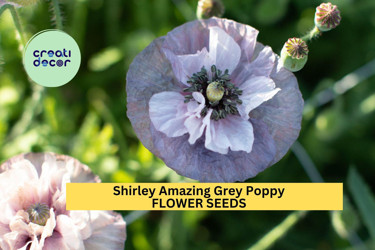 200+ Shirley Amazing Grey Poppy Seeds – Silky Lilac-Gray Blooms for Garden Planting, Unique Cottage-Style Annuals – USA
