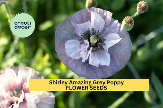 200+ Shirley Amazing Grey Poppy Seeds – Silky Lilac-Gray Blooms for Garden Planting, Unique Cottage-Style Annuals – USA