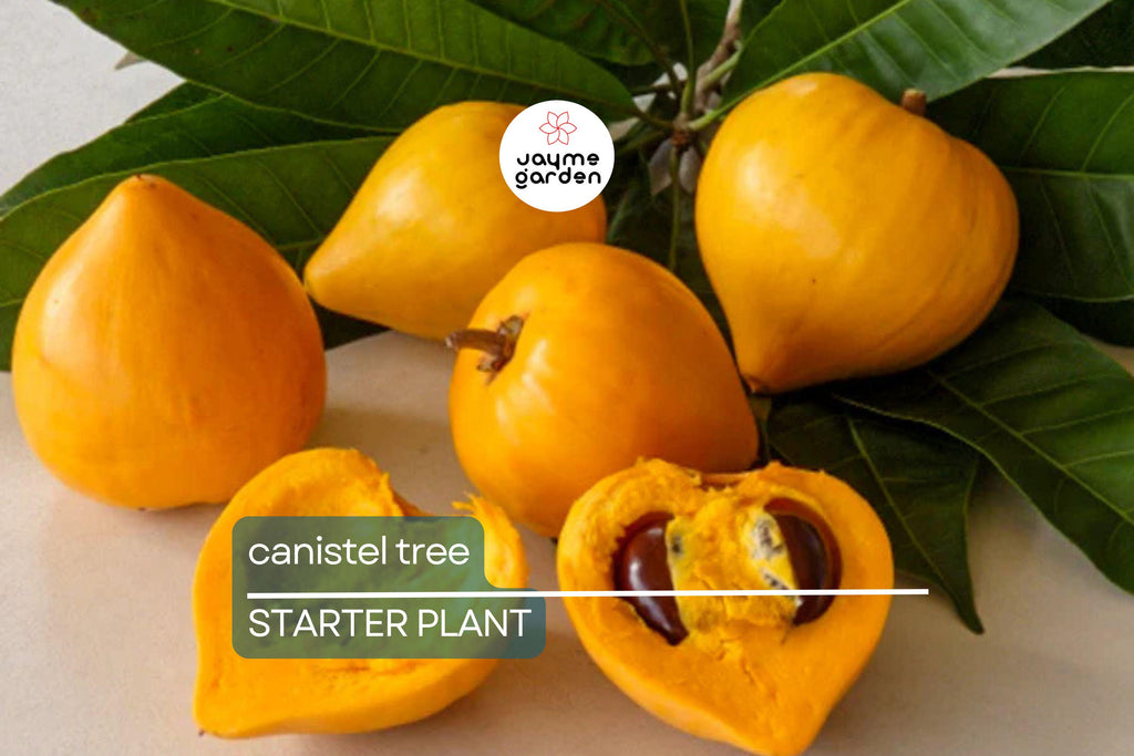 Canistel Tree Seedling | 9-Inch Tall Starter Plant | Live Tropical Fruit Tree | Easy to Grow | Ideal for Warm Climates