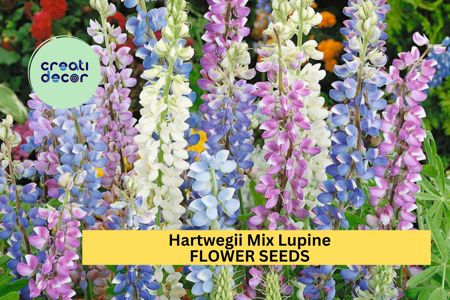 25+ Hartwegii Mix Lupine Seeds – Colorful Spiked Blooms for Garden Planting, Pollinator-Friendly Wildflower Mix – USA