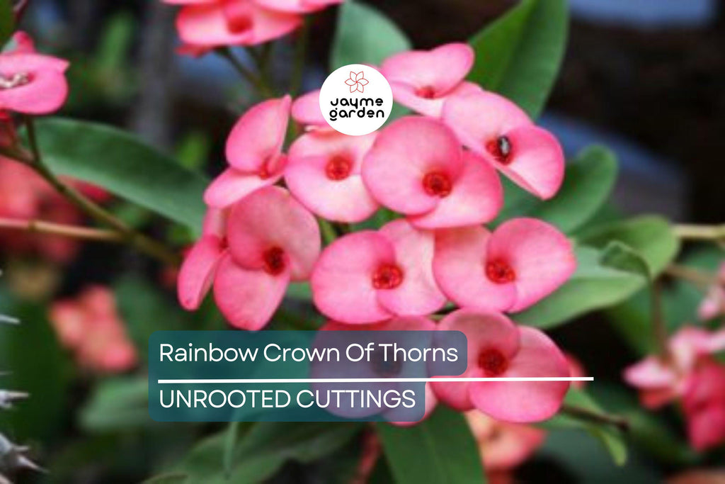 Rainbow Crown of Thorns Cutting (1) – Unrooted Euphorbia Plant, Colorful Blooms, Easy to Grow Succulent
