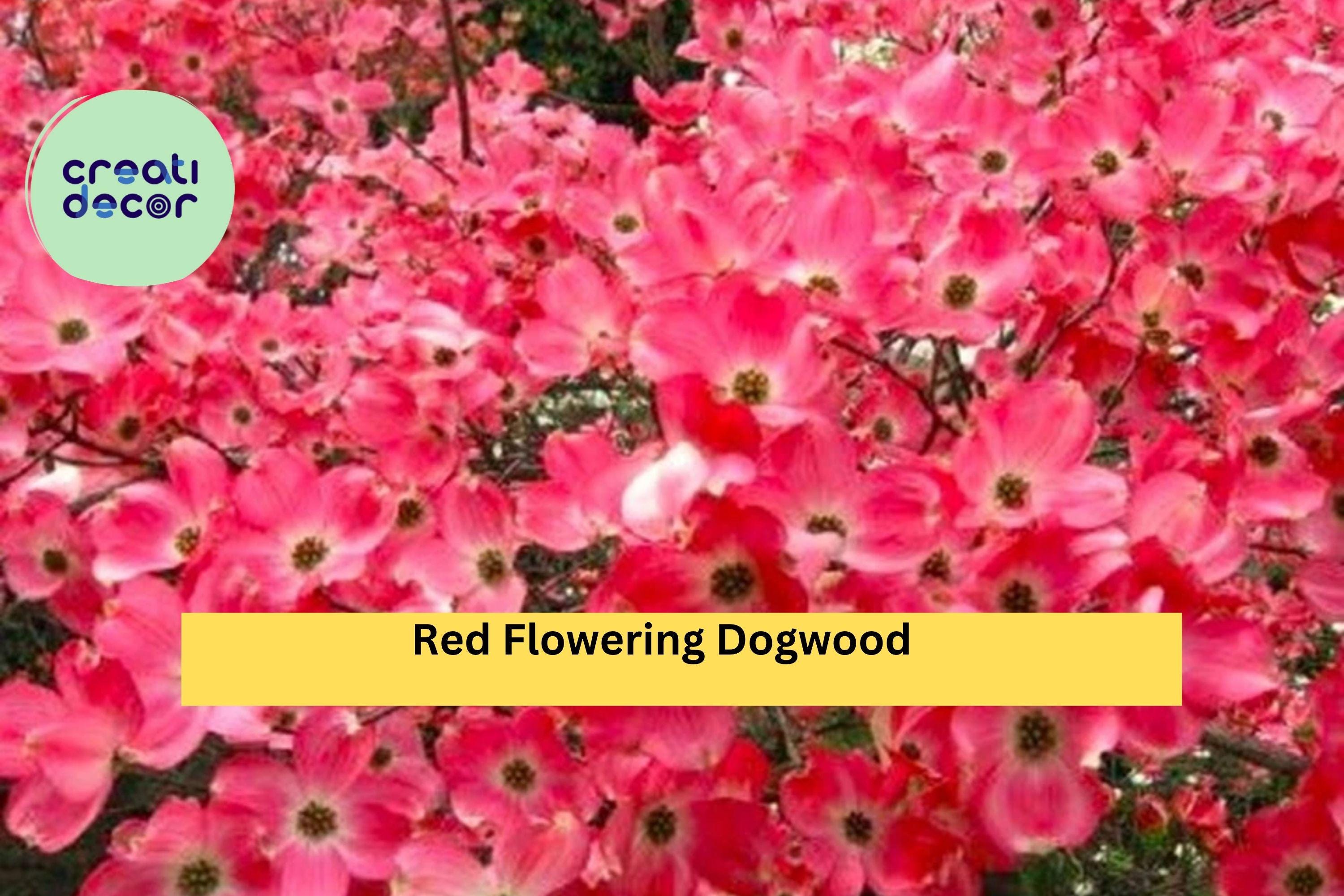 Red Flowering Dogwood Tree – Live Bare Root Tree 3–4 ft Tall, Cornus florida Variety, Ornamental Four-Season Beauty for Garden or Landscape