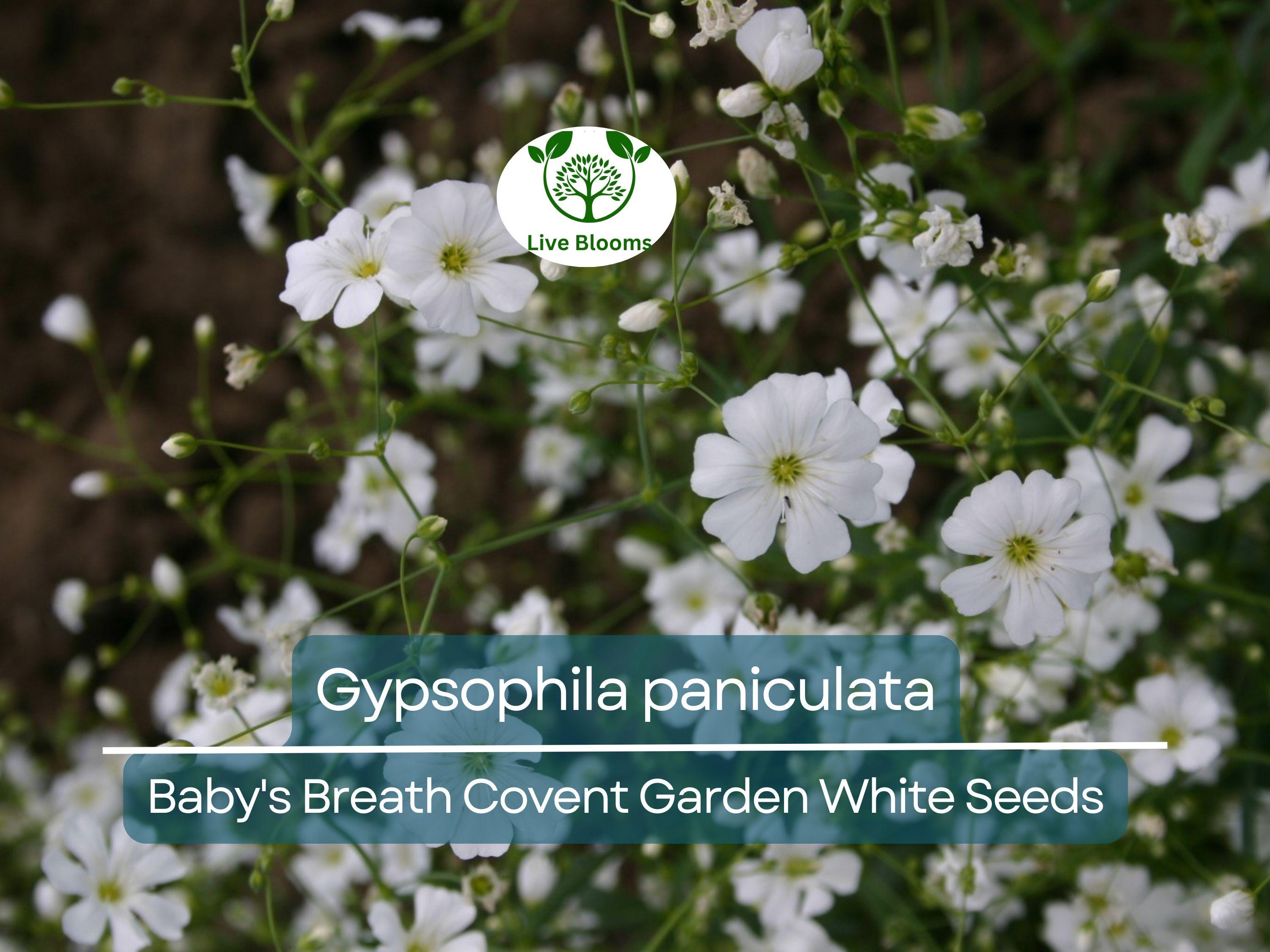 100 Seeds Baby's Breath Covent Garden White (Gypsophila paniculata) - White Flowers for Planting, Wedding, Perennial, Drought Tolerant