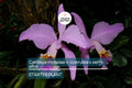 Cattleya Mossiae x Semi-Alba Orchid Seedlings | Live Plant | Blue Dynasty x Semi-Alba | Great Collector's Species | Fast Growth