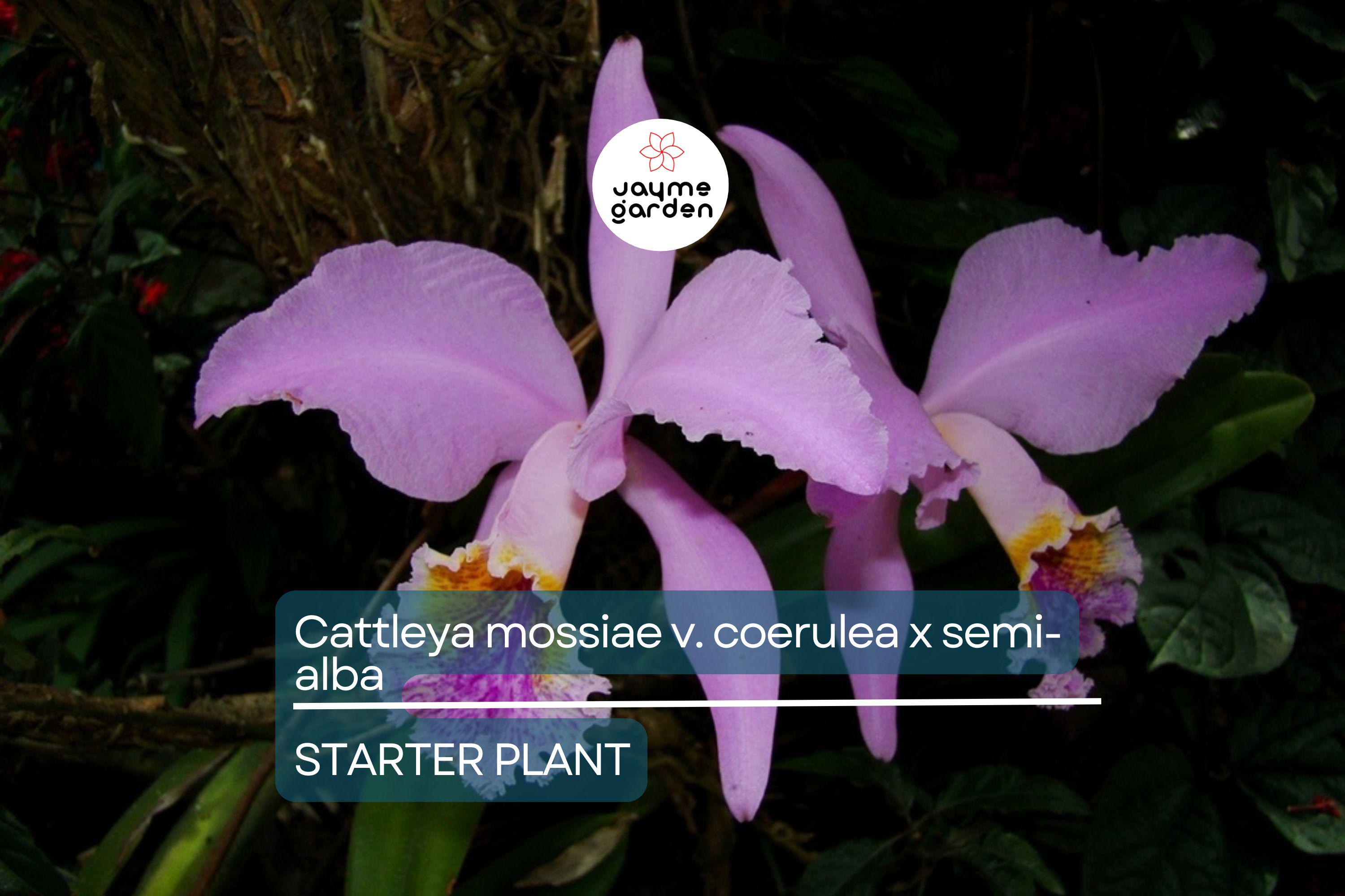 Cattleya Mossiae x Semi-Alba Orchid Seedlings | Live Plant | Blue Dynasty x Semi-Alba | Great Collector's Species | Fast Growth