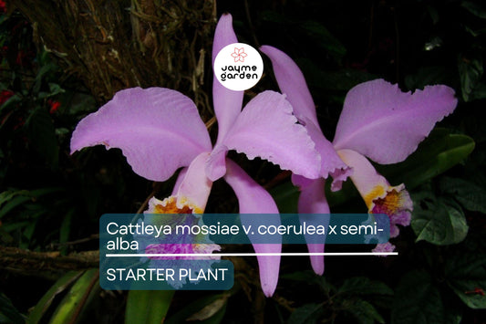 Cattleya Mossiae x Semi-Alba Orchid Seedlings | Live Plant | Blue Dynasty x Semi-Alba | Great Collector's Species | Fast Growth