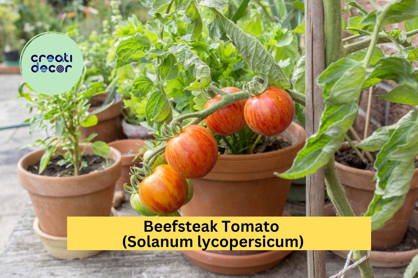 Beefsteak Tomato Live Plants | Set of 2 | 6–10" Tall Vegetables for Outdoor Garden, Patio, or Container Growing