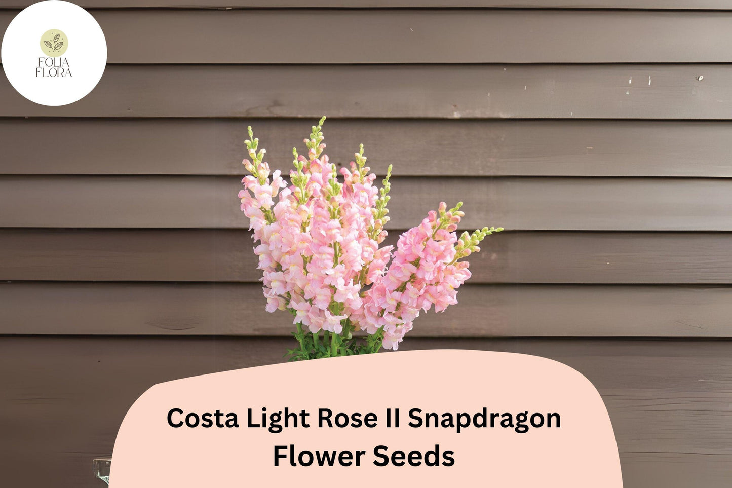 Costa Light Rose II Snapdragon Seeds (Antirrhinum majus) | 1000+ Seeds | Soft Rose-Pink Blooms for Garden & Cut Flowers