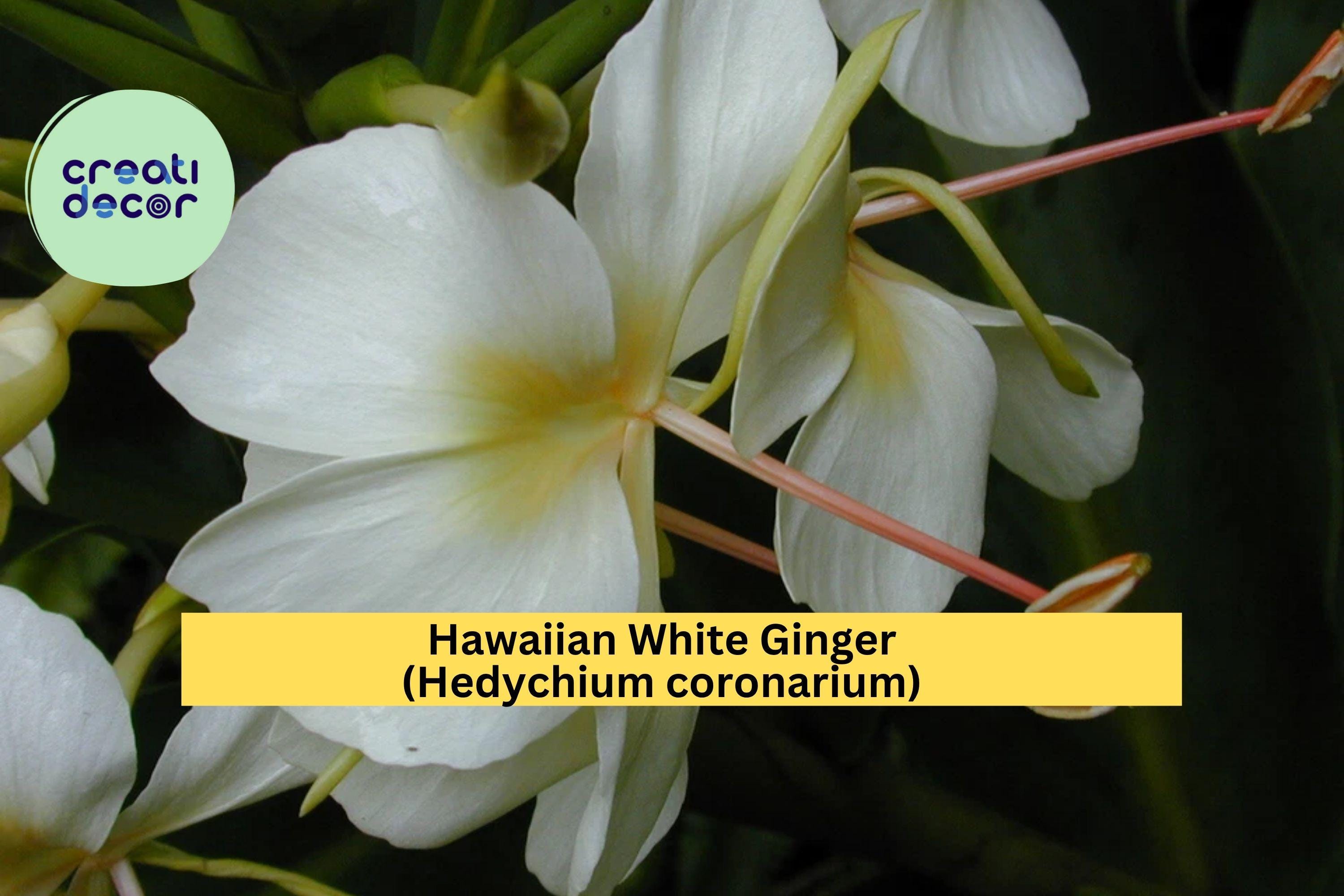 Hawaiian White Ginger Plant Roots – 4 Pack (1 Root Each) Hedychium coronarium, Fragrant Tropical Flower for Garden or Patio, Zones 8–11