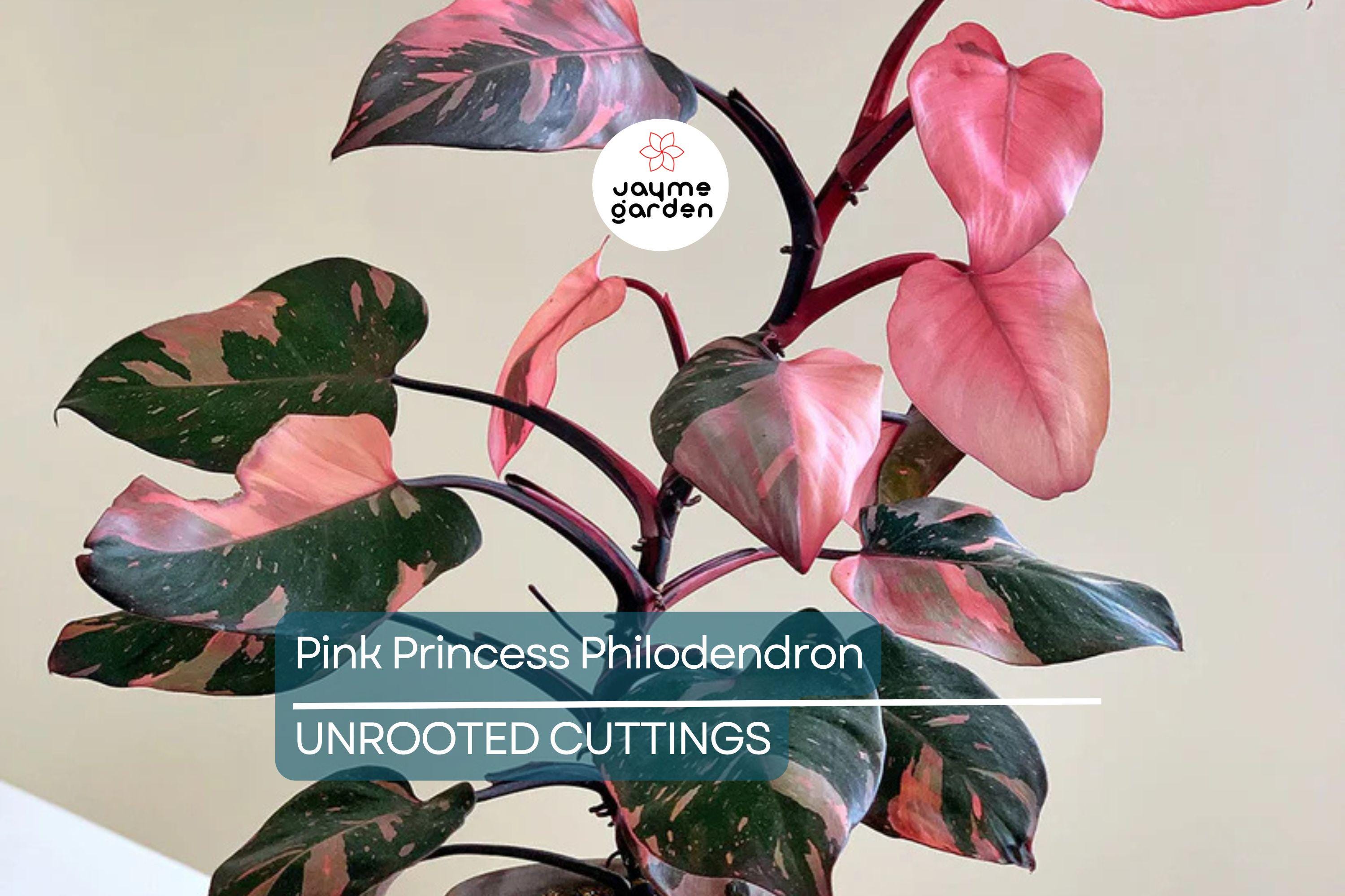 Pink Princess Philodendron High Variegation Cutting - Rare PPP Houseplant, Indoor/Outdoor