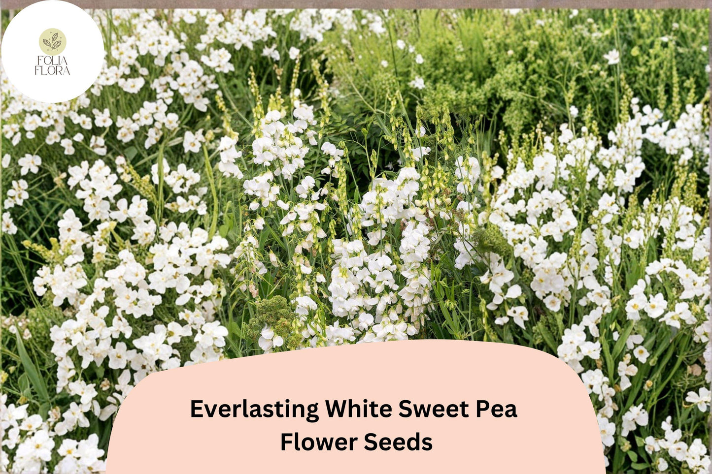 Everlasting White Sweet Pea Seeds | Lathyrus latifolius Perennial Climbing Vine White Flowers (50+ Seeds)