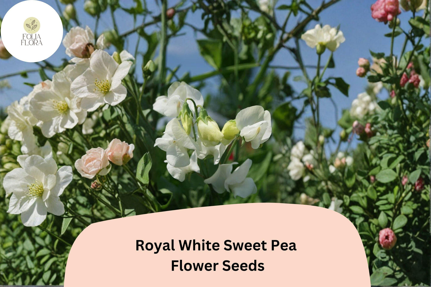 50+ Royal White Sweet Pea Seeds | Pure White Climbing Flowers for Trellis & Garden