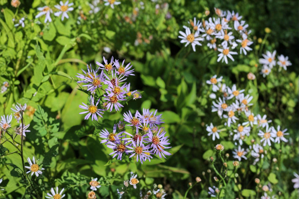 Symphyotrichum Puniceum Swamp Aster Seeds – 350 Native Perennial Wildflower Seeds, Wetland Pollinator Plant
