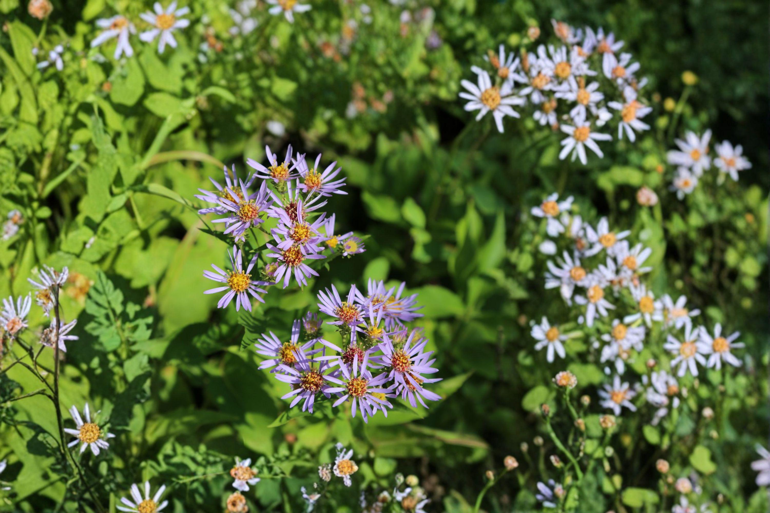 Symphyotrichum Puniceum Swamp Aster Seeds – 350 Native Perennial Wildflower Seeds, Wetland Pollinator Plant