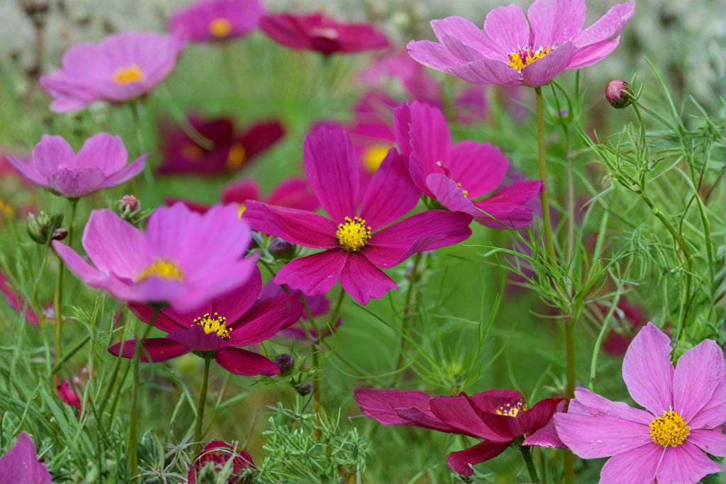 Cosmos – Dazzler 100 Seeds | Brilliant Crimson Blooms | Classic Heirloom Cosmos | Easy & Fast Growing