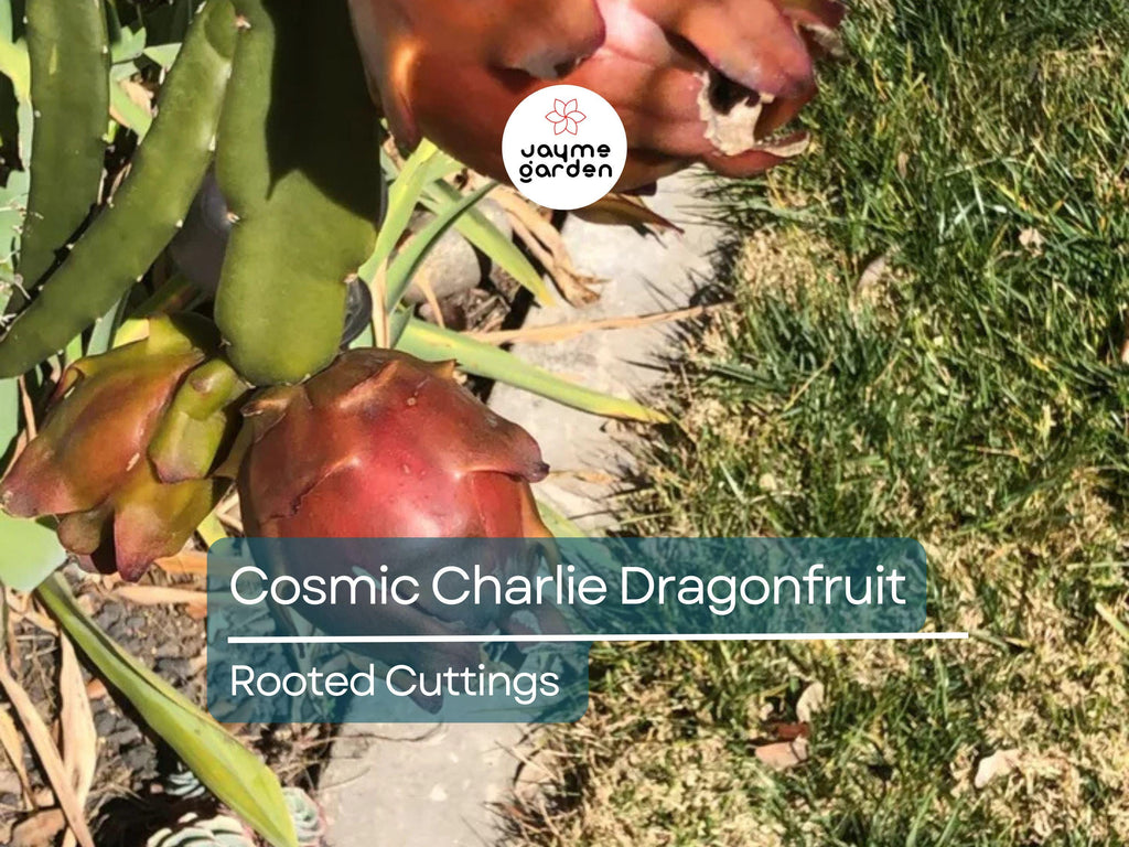 4 Rooted Cosmic Charlie Dragon Fruit Cuttings (Hylocereus Undatus) | 4-8 Inches Long, Ready to Plant | Unique Variegated Dragon Fruit