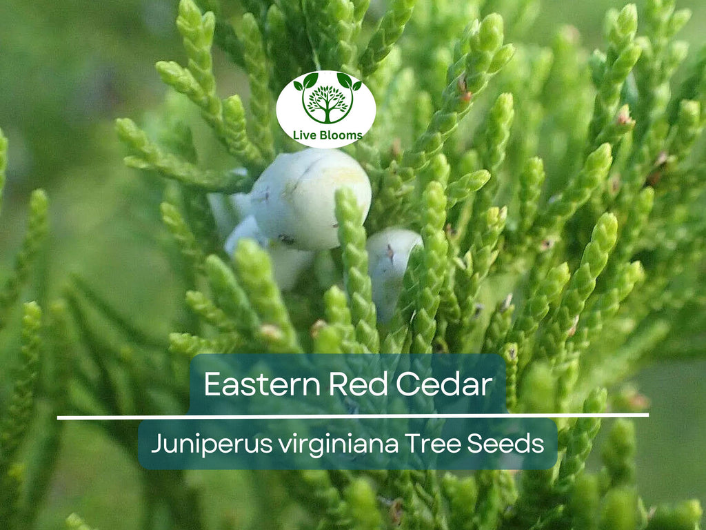 50 Eastern Red Cedar Hedge Shrub Tree Seeds (Juniperus virginiana), Evergreen, Privacy Screen, Hardy Shrub, for Landscaping & Garden Fencing