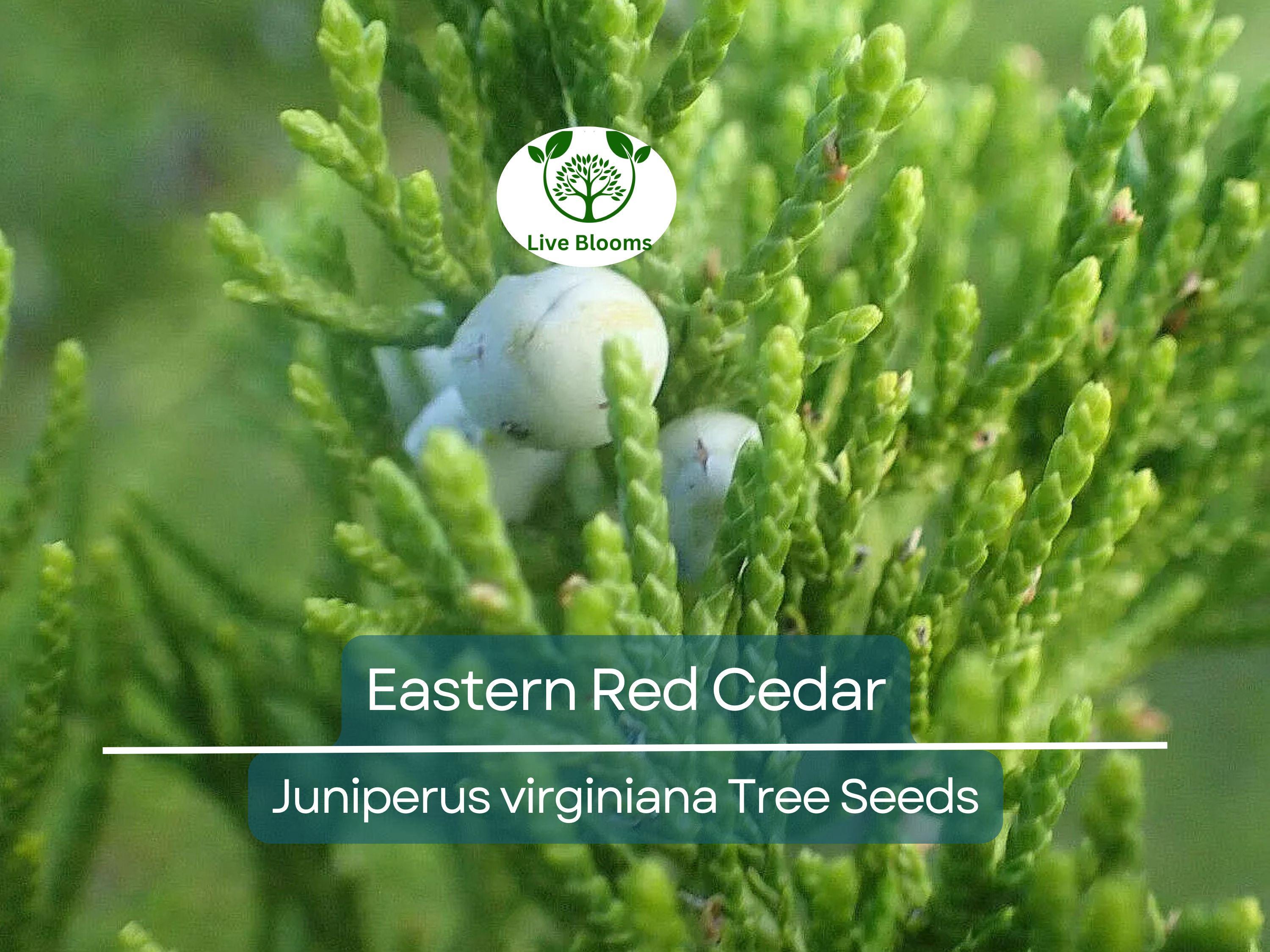 50 Eastern Red Cedar Hedge Shrub Tree Seeds (Juniperus virginiana), Evergreen, Privacy Screen, Hardy Shrub, for Landscaping & Garden Fencing