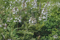 American Germander – Teucrium canadense, Native Perennial Wildflower | Pollinator Favorite (40 Seeds)