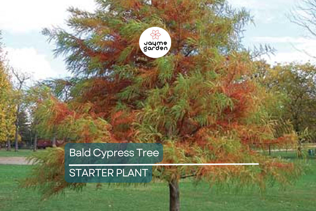 Bald Cypress Tree | 2-3 Ft Tall Live Seedling | Taxodium distichum | Hardy Shade Tree for Wetlands & Landscapes
