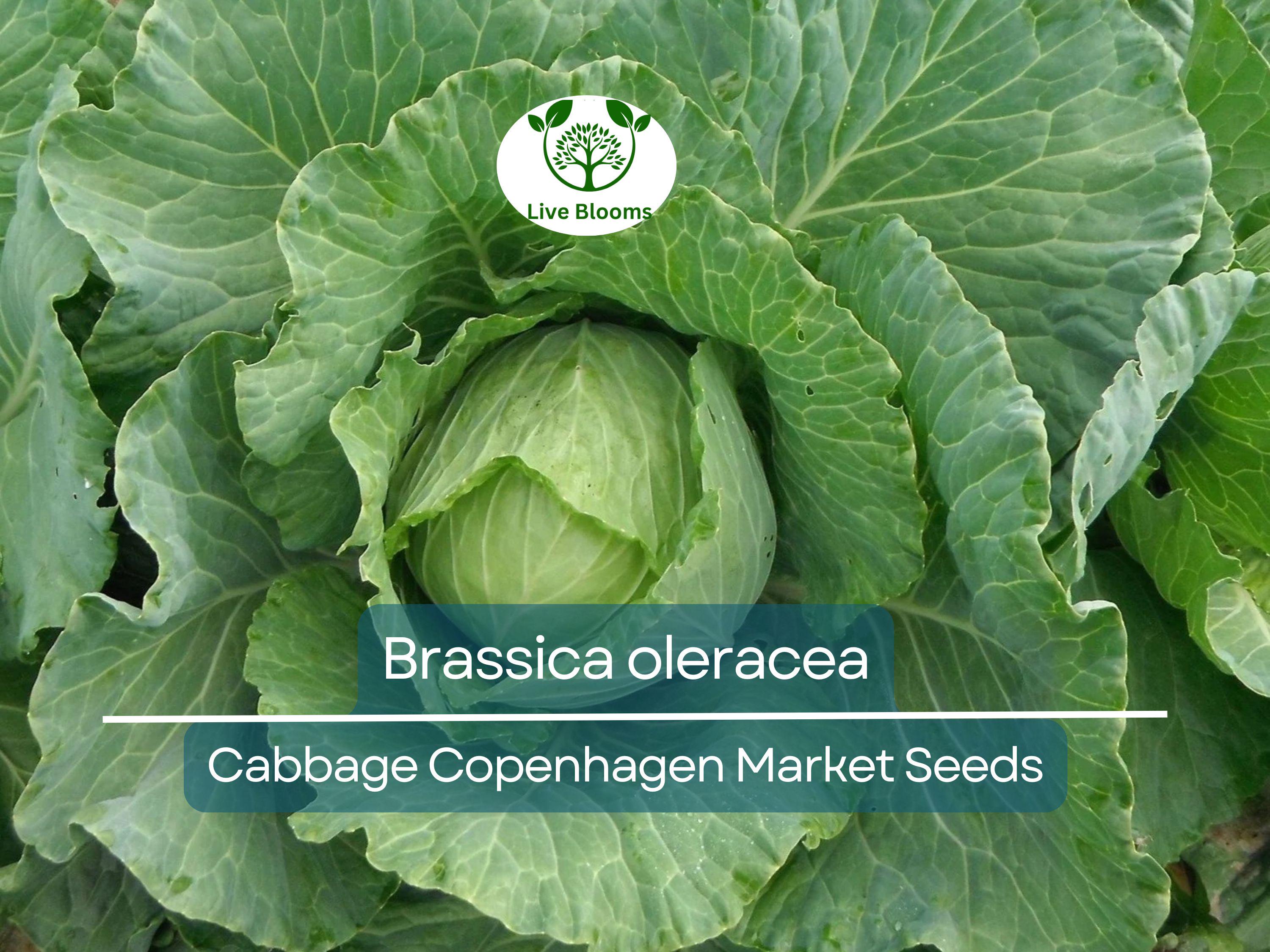 250 Seeds Cabbage Copenhagen Market - Brassica oleracea | Heirloom Cabbage Seeds for Planting, Gardening & Fresh Crisp Harvests