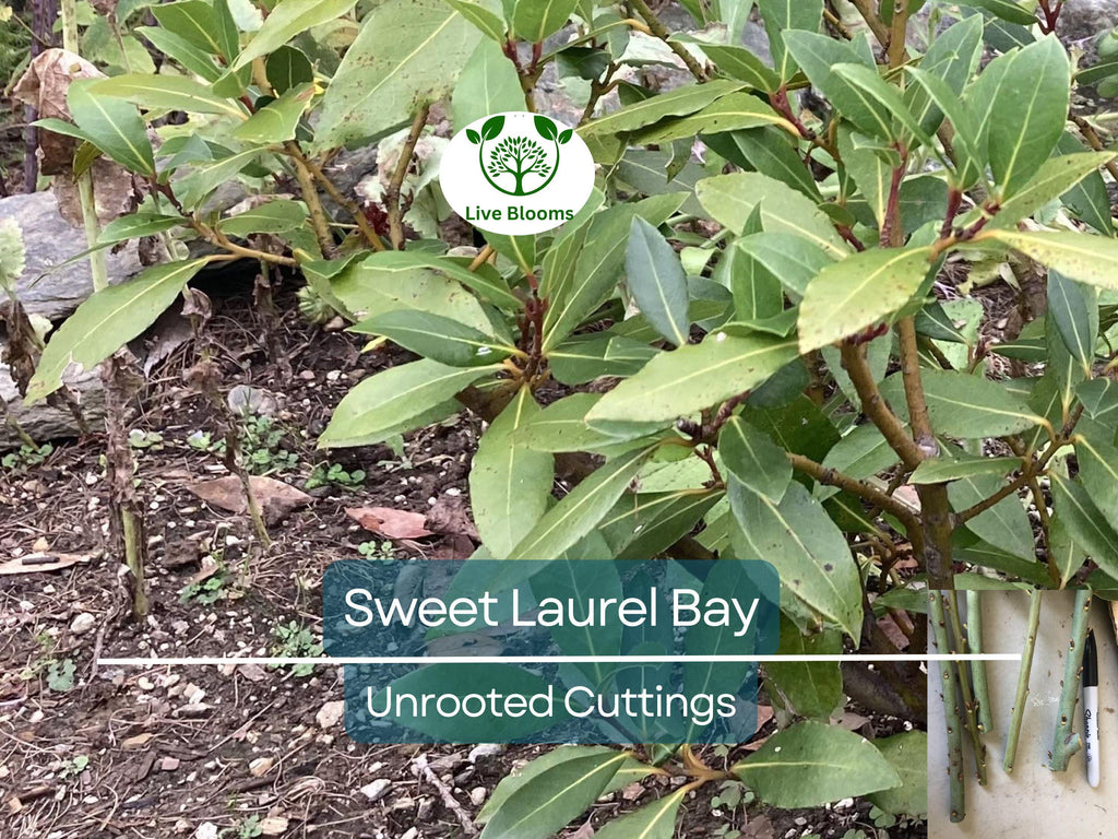 5 Sweet Laurel Bay Tree Unrooted Cuttings (Laurus nobilis) 6-8", Aromatic Herb, Ideal for Gardens, Culinary Use, and Easy to Grow