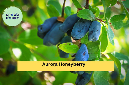 Aurora Honeyberry – Lonicera caerulea ‘Aurora’ – Live Edible Honeysuckle Shrub, Hardy Fruit Plant for Zones 2–8 Gardens