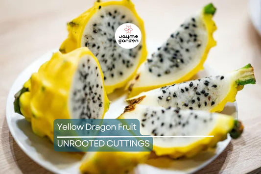 2 Yellow Dragon Fruit Fresh Cuttings (6”) – Sweet Tropical Live Plant, Easy to Grow, Ready to Plant – Cactus for Outdoor Gardens