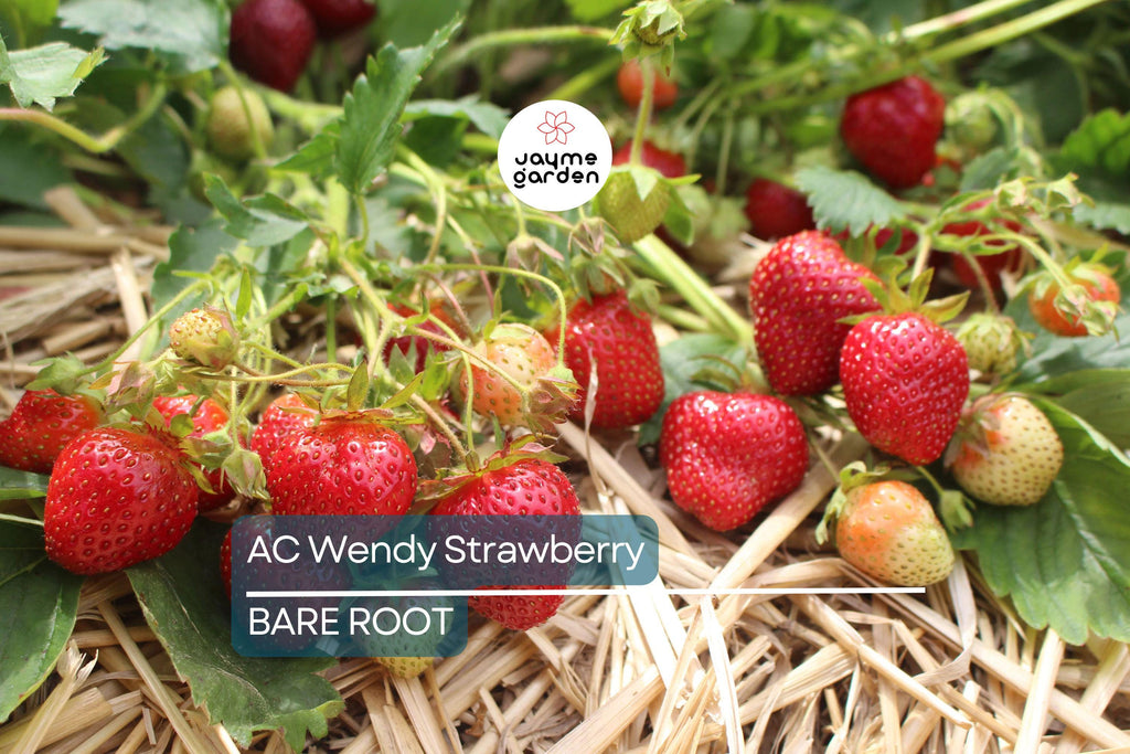 AC Wendy Strawberry Plants (25 Bare Root) – June-Bearing, Large Sweet Berries