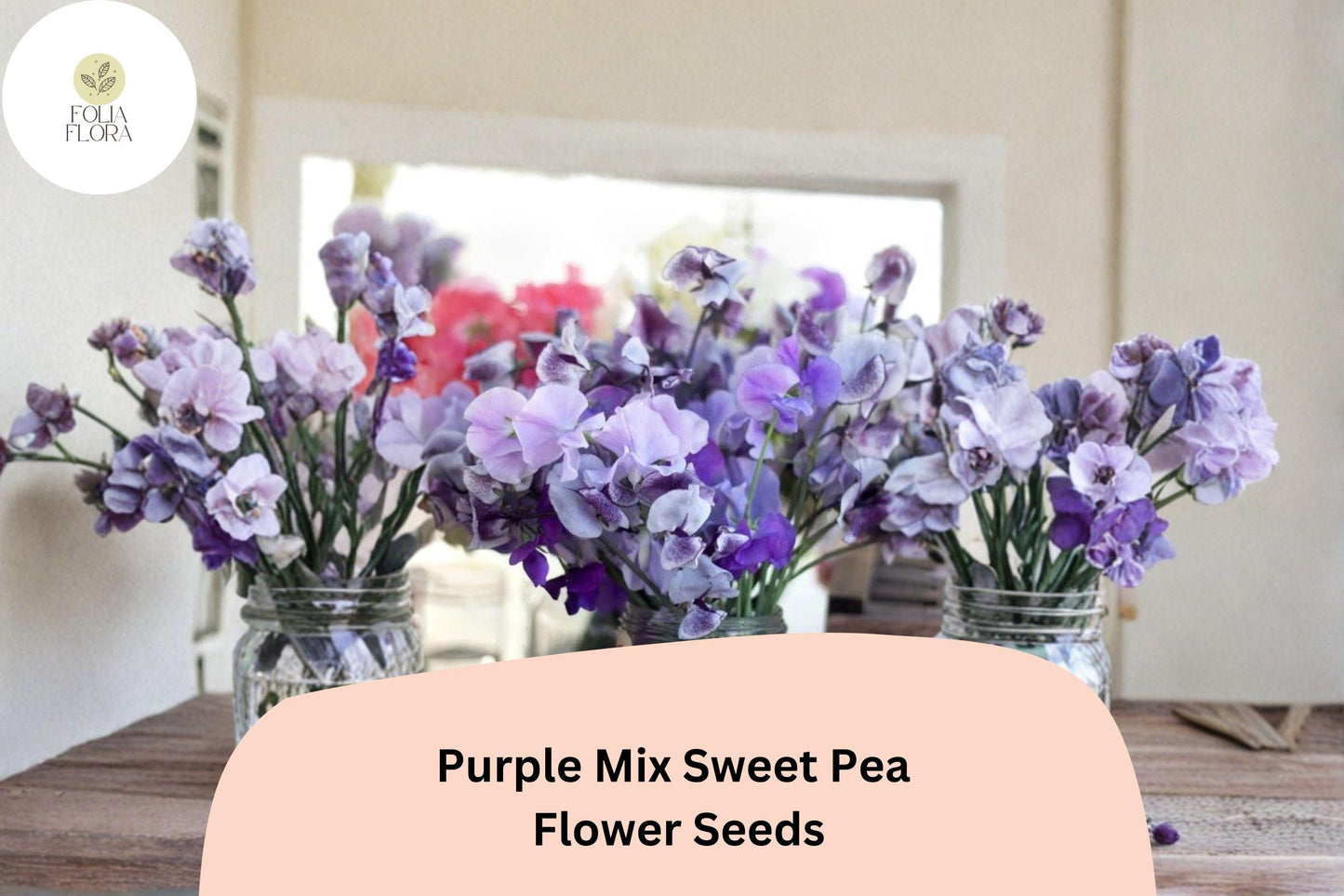 50+ Purple Mix Sweet Pea Seeds | Assorted Purple Shades Climbing Flowers for Garden Trellis