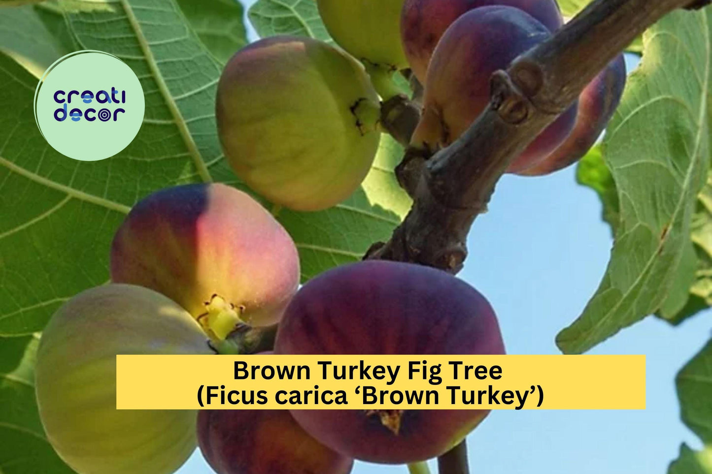 Brown Turkey Fig Tree | Live Bare Root Starter Plug | Ficus carica Fruit Tree for Garden, Patio, or Orchard Planting