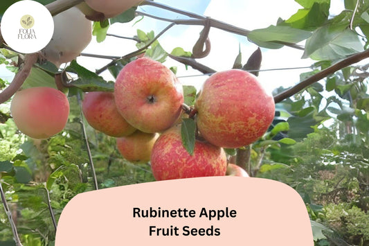25+ Rubinette Apple Seeds | Malus domestica | Rare Heirloom Apple Variety for Home Orchard Garden Planting
