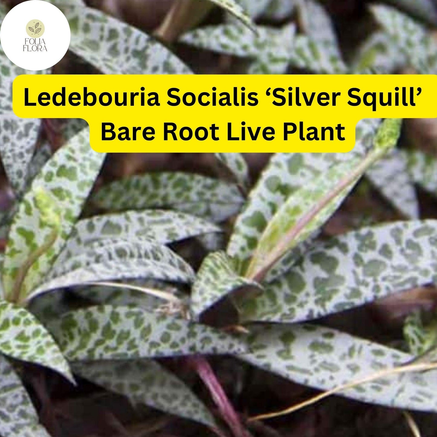 Ledebouria socialis ‘Silver Squill’ | 1 Bare Root Variegated Succulent Plant | Silver-Spotted Leaves, Drought-Tolerant