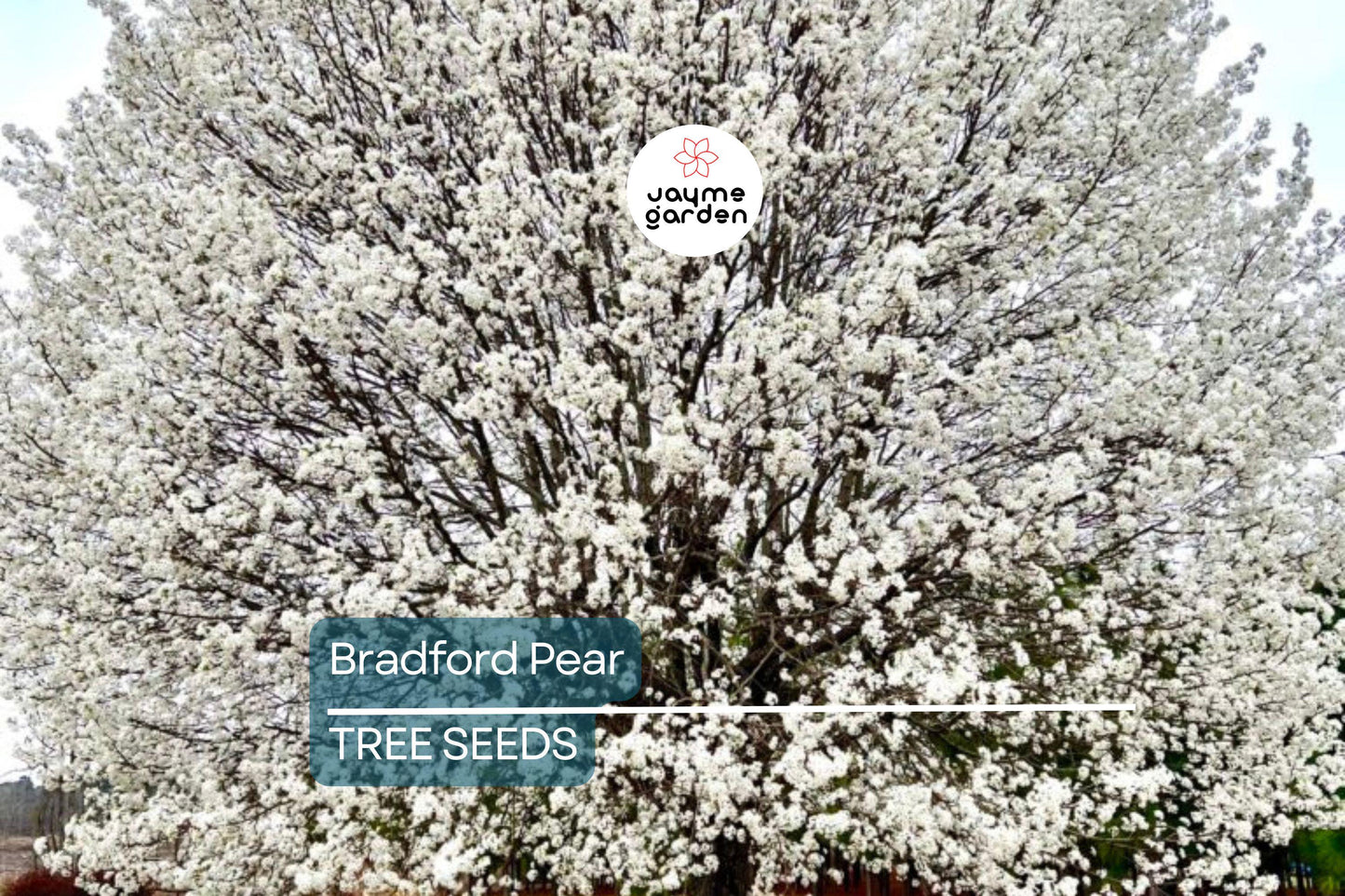 20 Bradford Pear Tree Seeds (Pyrus calleryana) – Fast Growing, 50ft Ornamental, Cold Hardy to Zone 4
