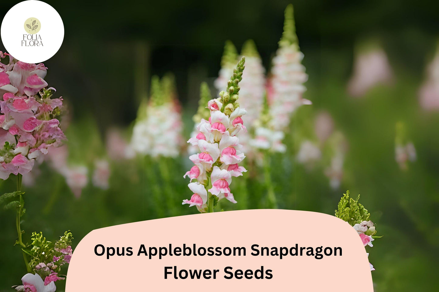 Antirrhinum majus Opus Appleblossom Snapdragon Seeds – 1000+ Soft Pink & White Blooms for Garden and Cut Flowers