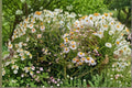 Boltonia decurrens/Decurrent False Aster – 500 Seeds | Rare Native Perennial | Late-Season Bloomer | Pollinator & Restoration Plant