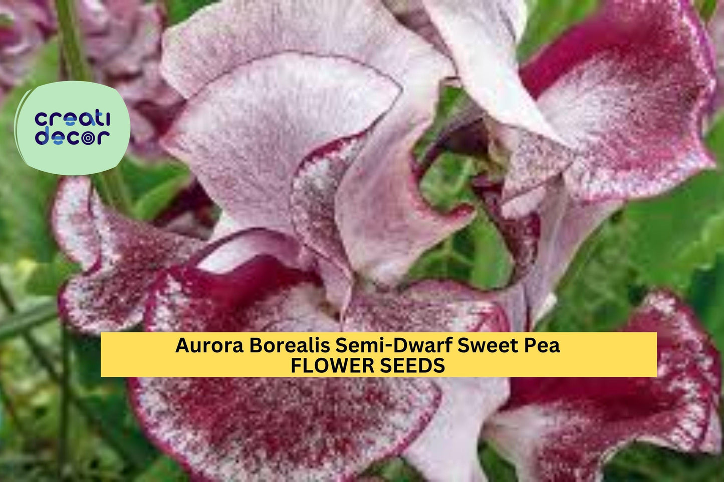 50+ Aurora Borealis Semi-Dwarf Sweet Pea Seeds – Unique Multi-Tone Blooms for Garden Planting, Compact Climbing Vines – USA