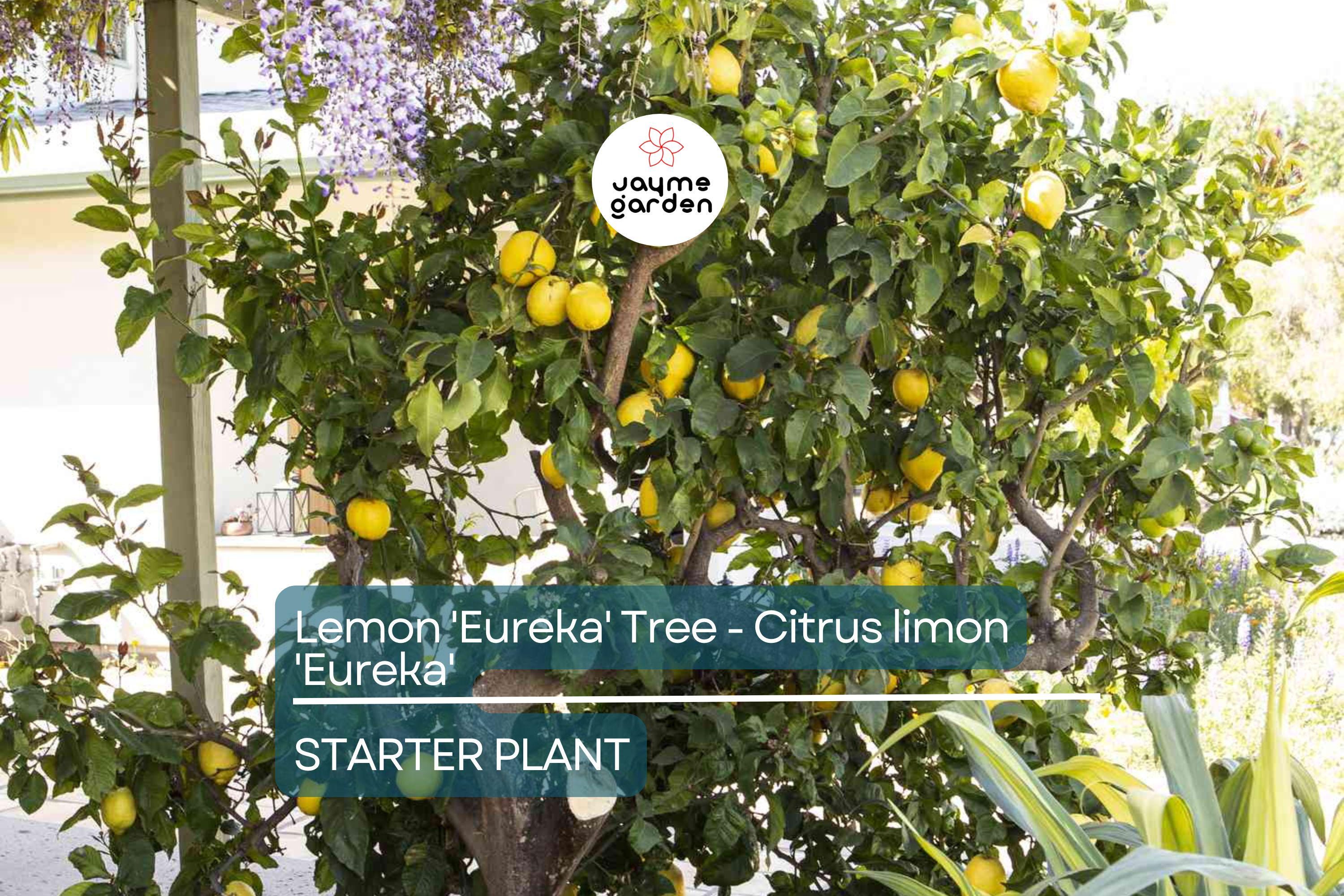 Lemon 'Eureka' Tree Seedling | 3–8" Tall | Citrus limon | Free Shipping | Indoor & Outdoor