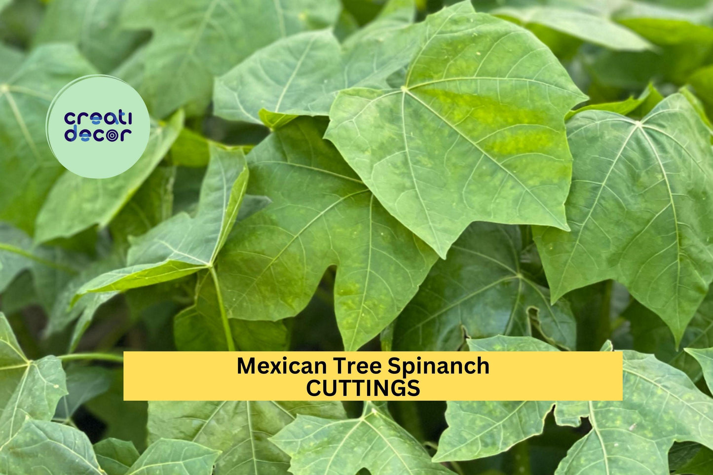 10 Organic Chaya Cuttings – Cnidoscolus aconitifolius | Mexican Tree Spinach for Propagation | Hardy Tropical Plant, Easy to Grow