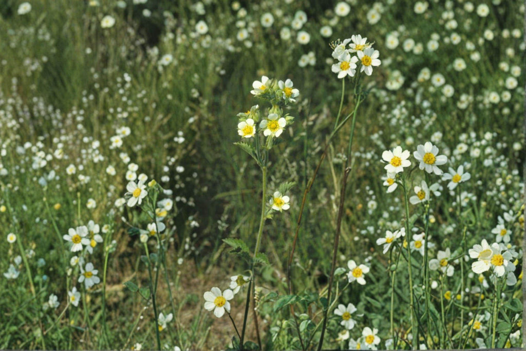 Prairie Cinquefoil – Potentilla arguta, Native Prairie Perennial | Hardy Wildflower (500 Seeds)