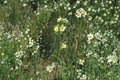 Prairie Cinquefoil – Potentilla arguta, Native Prairie Perennial | Hardy Wildflower (500 Seeds)