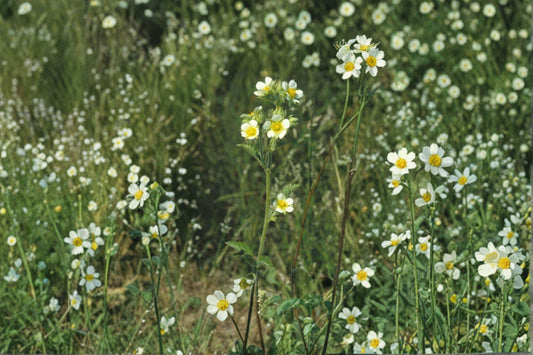 Prairie Cinquefoil – Potentilla arguta, Native Prairie Perennial | Hardy Wildflower (500 Seeds)