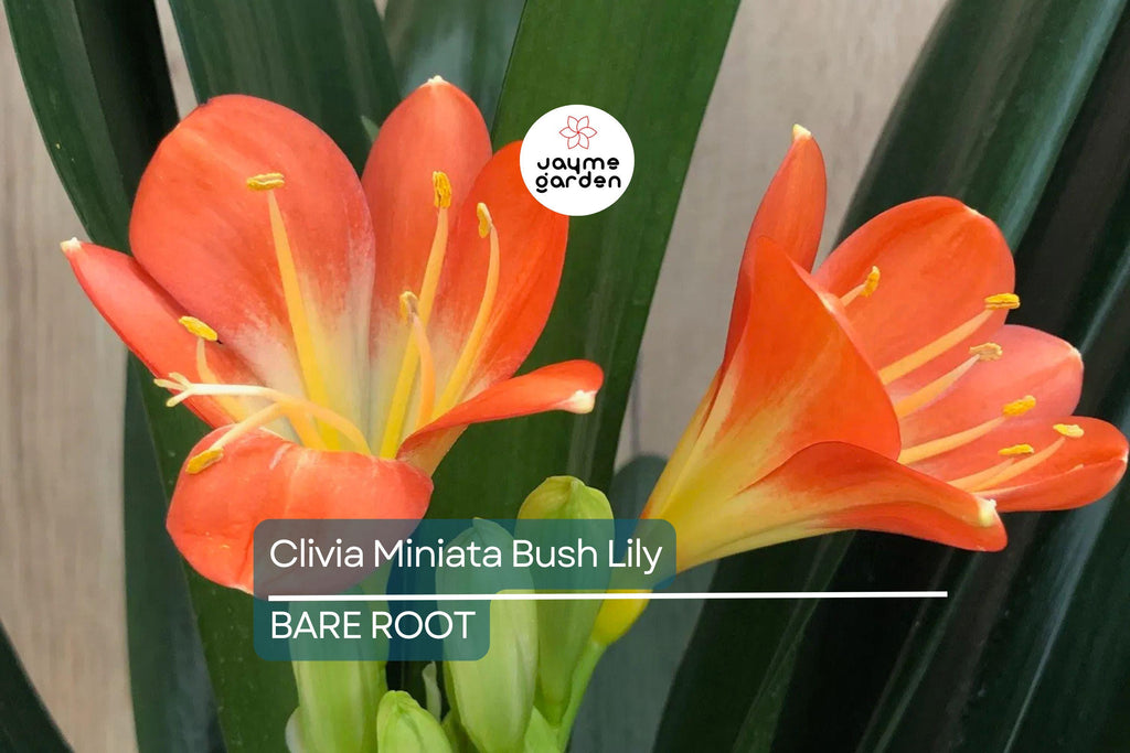 Clivia Miniata Bush Lily – Old Bare Root Plant – Orange Blooms – 15 Leaves – No Flower – Live Plant – Ready to Plant