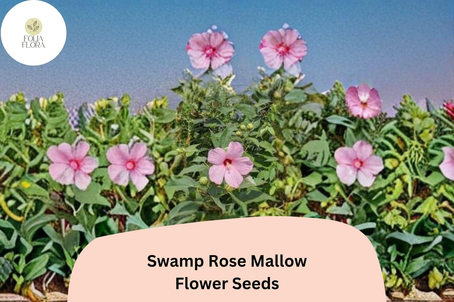 30 Hibiscus moscheutos Seeds | Hardy Swamp Rose Mallow | Pink Hardy Hibiscus for Wetland & Pollinator Garden