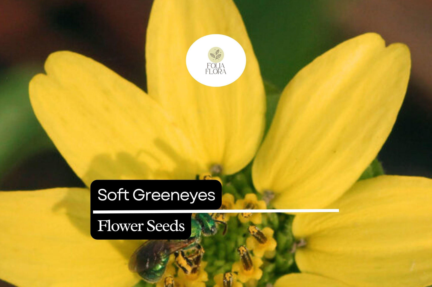 Soft Greeneyes Seeds (Berlandiera betonicifolia) | 15 Seeds | Chocolate Daisy with Fragrant Blooms | Pollinator-Friendly